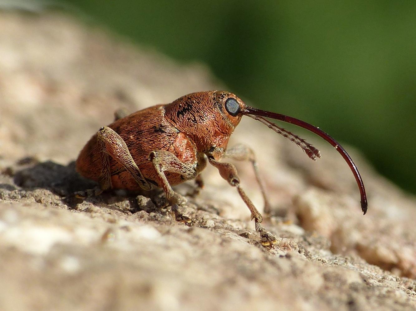 Curculio glandium